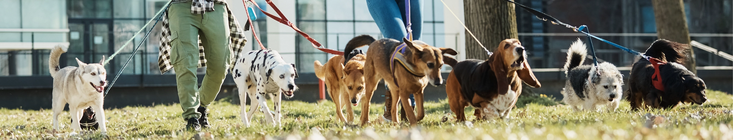 Image Gallery tec-nut.com for A1 Pet Sitter - easy website, Pet sitting services, New Website, New Company, Overnight pet care, Free website template, Dog walking, Free Website, Easy Website, Simple Website, Pet sitter, Best Website Builder